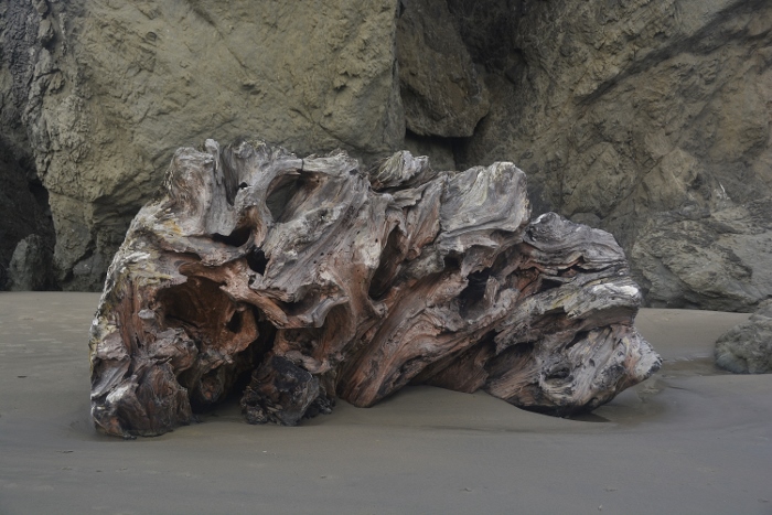 tree trunk on shore